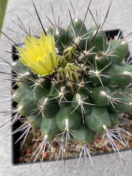 Thelocactus panarottoanus